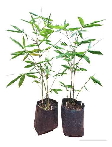 Planta Bambú : Bambusa Oldhamii 0