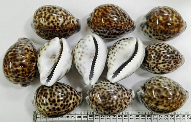 Caracol Marino Concha Buzios Blanco Tigre Cypraea Baño 0