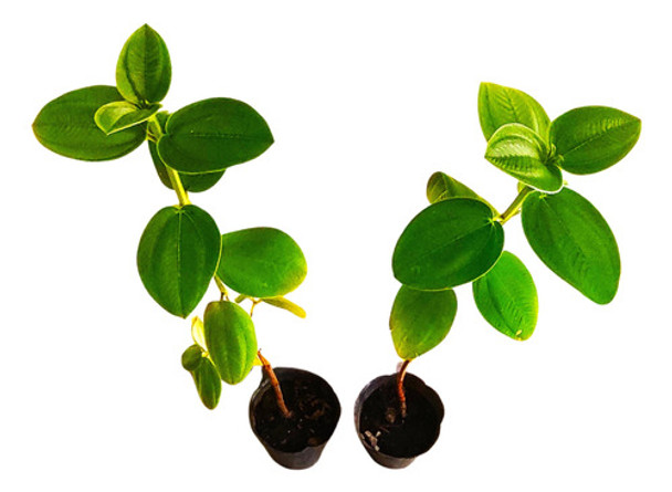 Tibouchinas Plantines 0