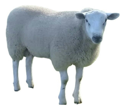 Canero Texel 0