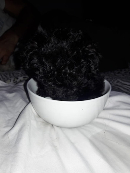 Caniche Hermoso Bb Super Chiquitos 0