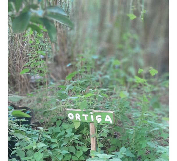 Ortiga Dioica O Perenne. 0