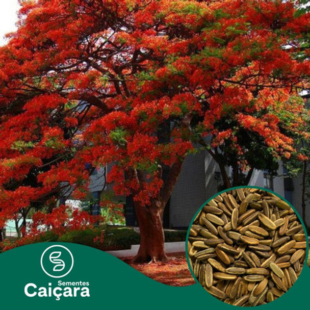Sementes De Flamboyant Vermelha 500g 0