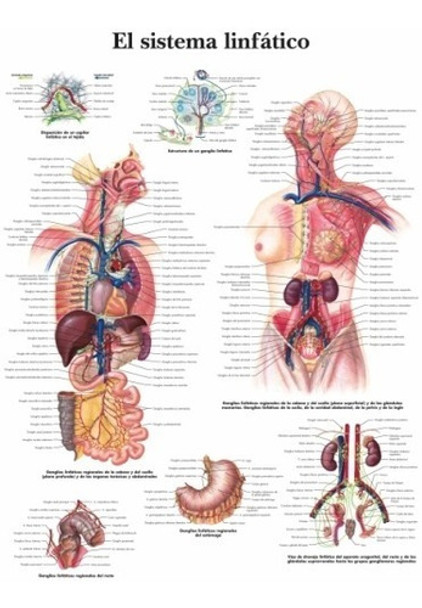 Sistema Linfático - Cuerpo Humano Biologia - Lámina 45x30 Cm 0 Sistema Linfático - Cuerpo Humano Biologia - Lámina 45x30 Cm 0