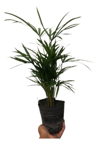 Palmito N12 - Planta De Interior 0