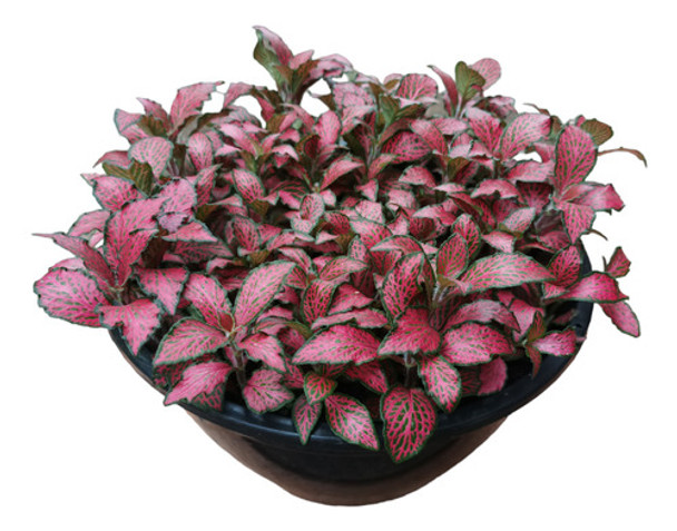 Planta Fitonia Grande 0 Planta Fitonia Grande 0