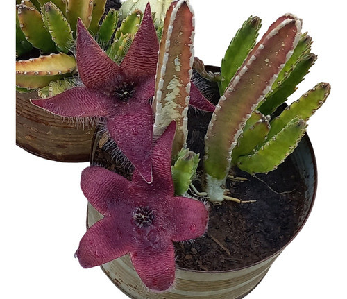 Stapelia Grandiflora - Planta 0
