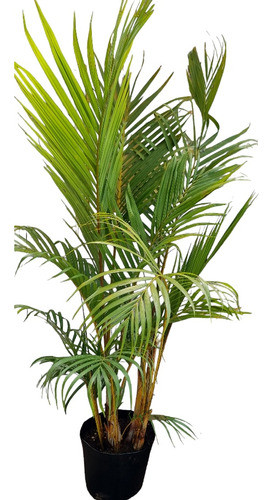 Palmera Areca,envio Sin Costo!!! 0