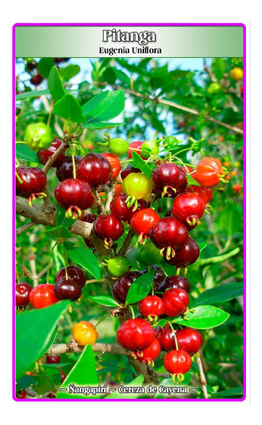 Semillas De Pitanga (eugenia Uniflora) 0