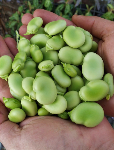 Habas Semillas Ecologicas 0