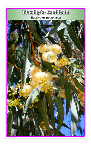 Semillas De Eucalipto Coolibah (eucalyptus Microtheca) 0