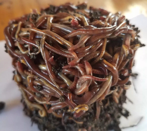 Lombrices Rojas En Catamarca 0