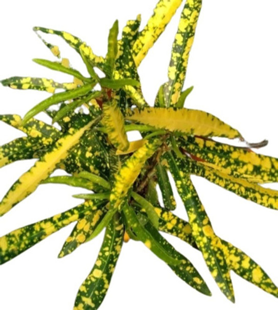 Croton Fideo - Plantas De Interior 0 Croton Fideo - Plantas De Interior 0
