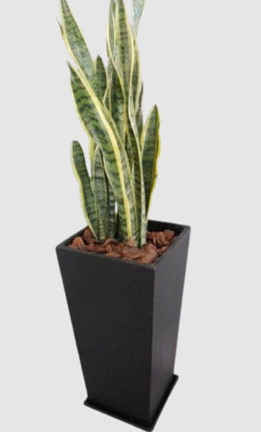 Sansevieria Espada De San Jorge + Maceta 0