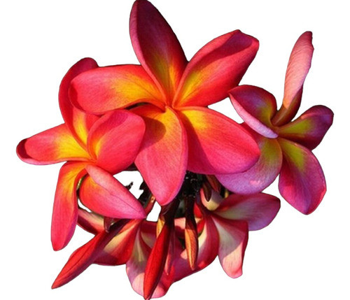 Jazmin Magno Rubra.  Maravilloso Perfume 0