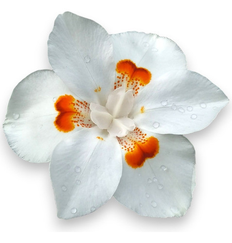 Dietes Plantas Grandes / Lirio Persa 0