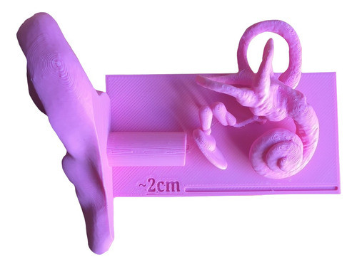 Tiny Studio Aparato Vestibular 3d Anatomía 15 Cm 0