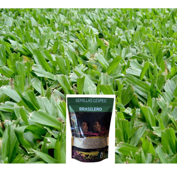 Semillas Césped Brasilero Axonopus - Ideal Jardines - Envíos 0