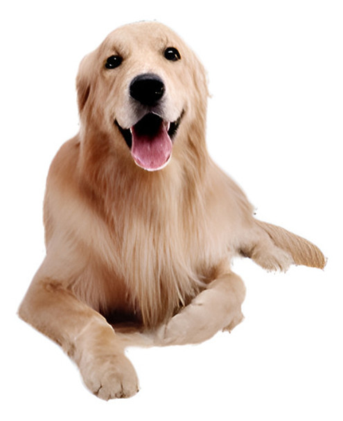 Para El Coche / Camión Cubierta De Asiento De Coche Perro No 0 Para El Coche / Camión Cubierta De Asiento De Coche Perro No 0