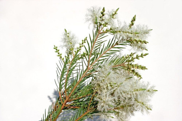 400 Sementes De Melaleuca Alternifolia - Tea Tree Oil 0