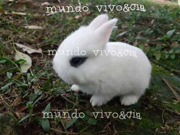 Mini Coelho Fofura 0