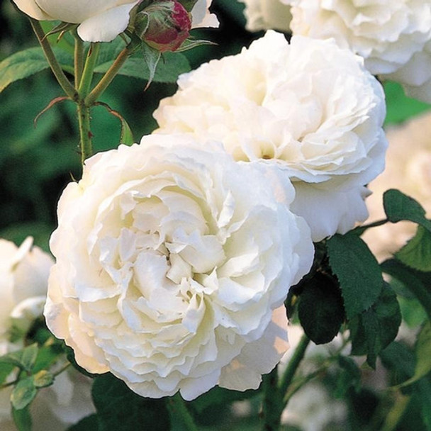 Rosal Ingles/rosas/plantas Whinchester Cathedral - La Plata 0