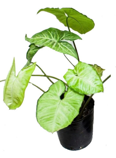 Singonio Planta Punta De Flecha Varios Tamaños Jardin Agus. 0