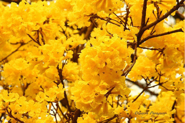 Lapacho Amarillo,  Handroanthus Pulcherrimus 0 Lapacho Amarillo,  Handroanthus Pulcherrimus 0