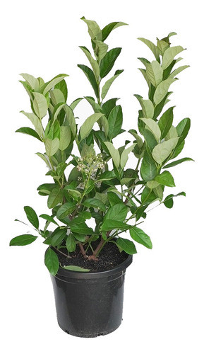 Viburnum  Dulce  ( Viburnum Odoratissimun) 0