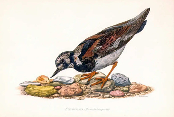 Vuelvepiedras Aves Migratorias Del Uruguay  Lámina 45x30 Cm. 0 Vuelvepiedras Aves Migratorias Del Uruguay  Lámina 45x30 Cm. 0