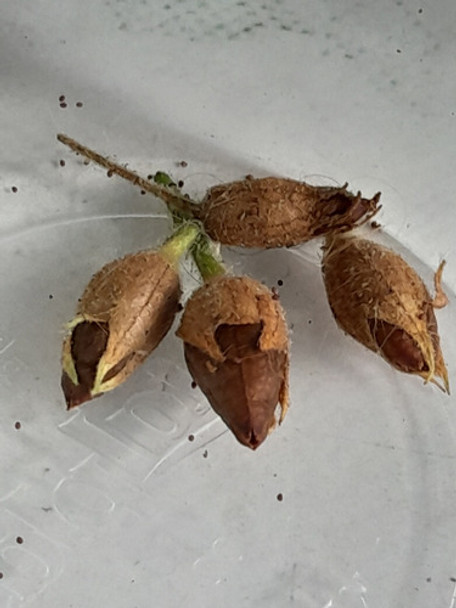 Semillas De Tabaco Rubio Orgánicas, Misvegetalesorganicos 0