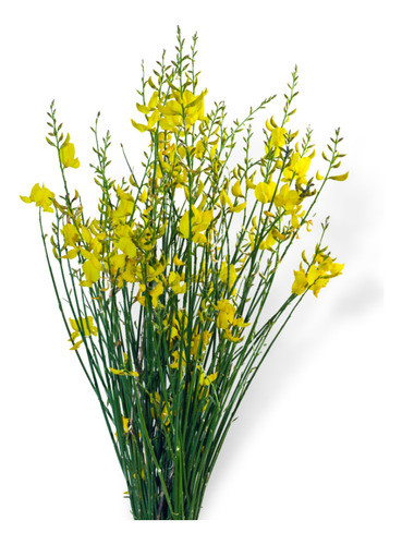 Retama Amarilla ( Spartium Junceum) 0