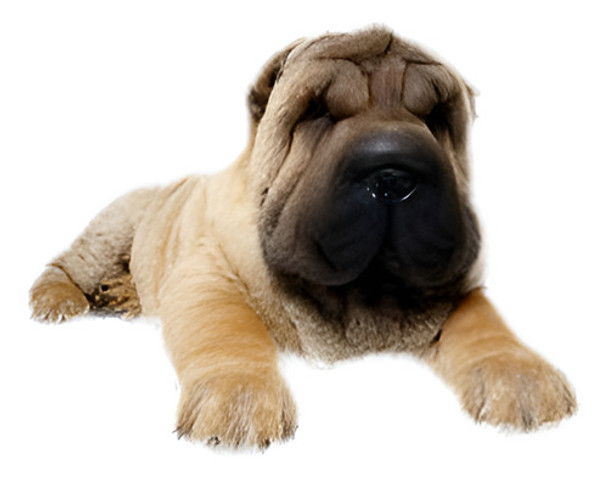 Las Mascotas Dormir Cachorro Perro Gato Refrigeración Frío M 0