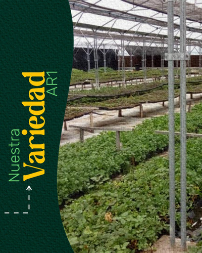 Plantes De Alcaparras Variedad Ar1 Venta Minima 50 Unidades 0