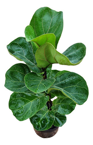 Ficus Lyrata 0