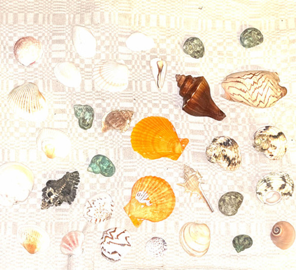 Caracol Marino Lote De 32 Caracoles De Mar, Variados X To2 0