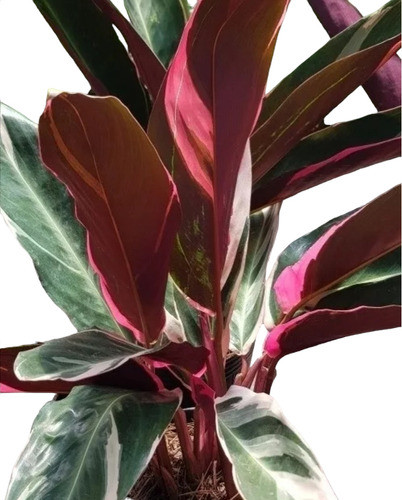 Calathea, Muy Buenos Ejemplares. 0