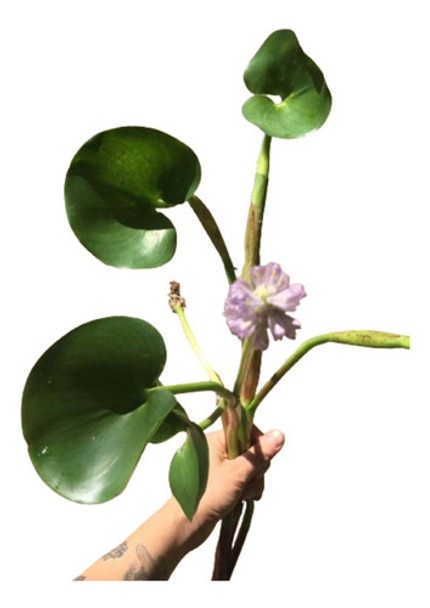 Combo De Plantas Nativas Acuáticas Para Estanques 0 Combo De Plantas Nativas Acuáticas Para Estanques 0