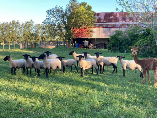 Corderos Ovejas Carneros 0
