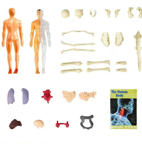 Modelo De Anatomia Do Corpo Humano Para Kits De Ciências Edu 0