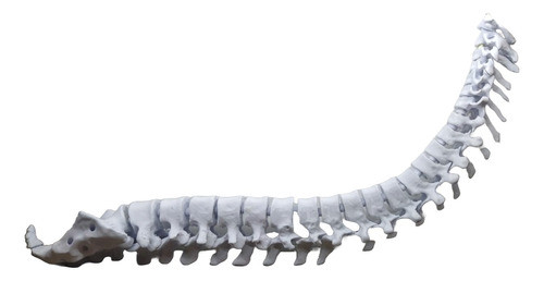 Columna Vertebral Articulada 0