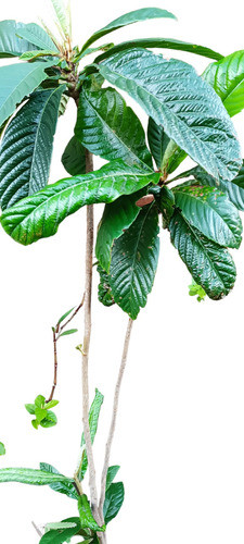 Árboles Frutales. Nísperos 0