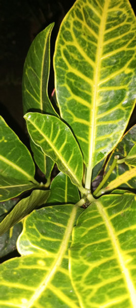 Croton 0 Croton 0