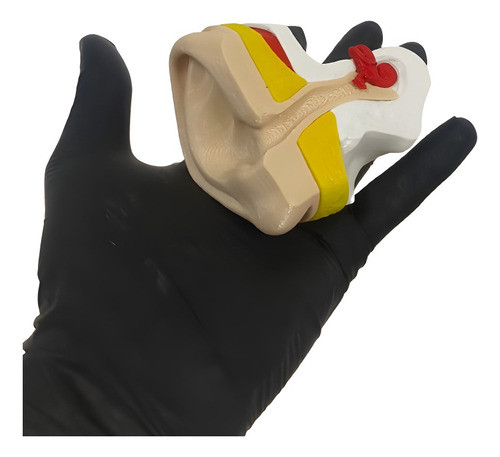 Modelo Oido Externo E Interno Impreso En 3d 0
