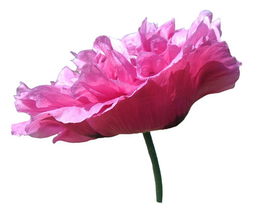 Amapolas Para Sembrar 0