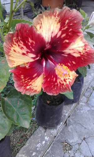 Hibiscos Hawaianos 0