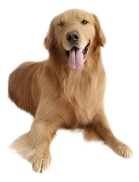 Cerradura Magnética Con Llave Patio Para Mascotas Pantalla A 0 Cerradura Magnética Con Llave Patio Para Mascotas Pantalla A 0