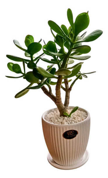 Planta Suculenta Crassula Jade En Maceta De Cerámica 0 Planta Suculenta Crassula Jade En Maceta De Cerámica 0