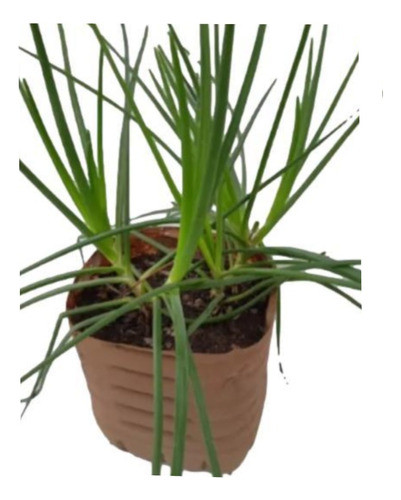 Planta - Bulbinella ( Suculenta )... No Hago Envios 0