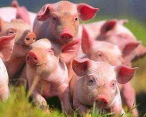 Lechones Premium Ls Ss 10 Unidades 0